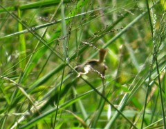 Prinia subflava pondoensis