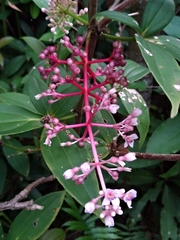 Medinilla formosana