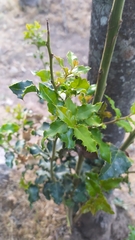 Citronella mucronata