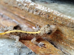 Cnemaspis mysoriensis