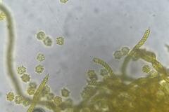Oligonema persimile