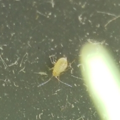 Brevicoryne brassicae