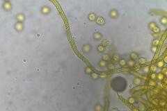 Oligonema persimile