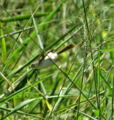 Prinia subflava pondoensis