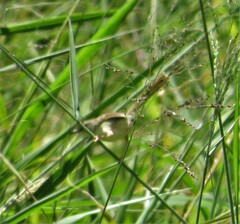 Prinia subflava pondoensis