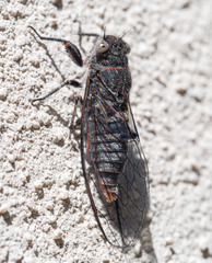 Atrapsalta encaustica