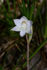 Thelymitra pallidiflora