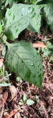 Solanum furcatum