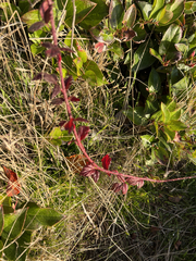 Atriplex prostrata