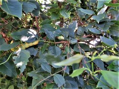 Halleria lucida