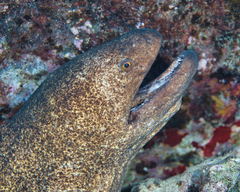 Gymnothorax flavimarginatus
