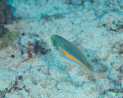 Stethojulis balteata