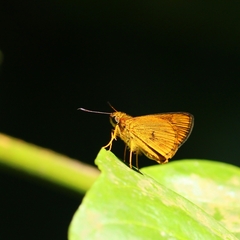 Oriens concinna