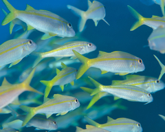 Mulloidichthys vanicolensis