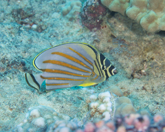 Chaetodon ornatissimus
