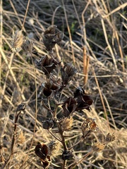 Camassia