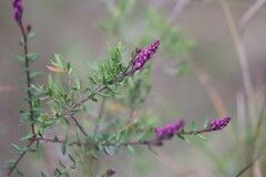 Comesperma ericinum
