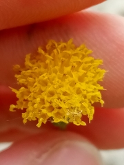 Porophyllum scoparium