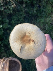 Agaricus smithianus