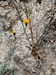 Porophyllum scoparium
