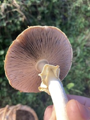 Agaricus smithianus