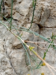 Porophyllum scoparium
