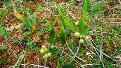 Maianthemum trifolium