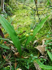 Maianthemum trifolium