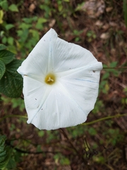 Ipomoea tricolor