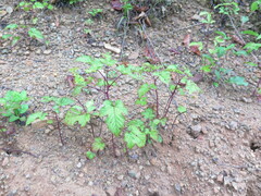 Rubus crataegifolius
