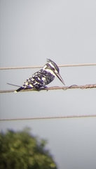 Ceryle rudis leucomelanurus