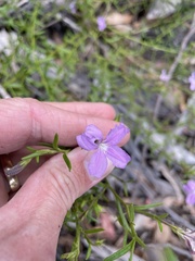 Coopernookia barbata