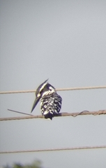 Ceryle rudis leucomelanurus