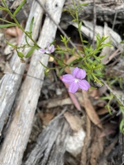 Coopernookia barbata