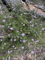 Coopernookia barbata