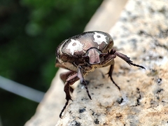 Protaetia aurichalcea