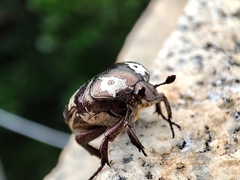 Protaetia aurichalcea