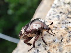 Protaetia aurichalcea