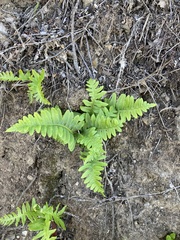 Polypodium californicum