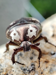 Protaetia aurichalcea