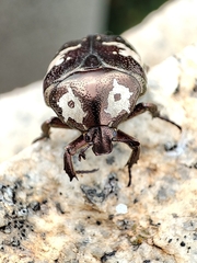 Protaetia aurichalcea