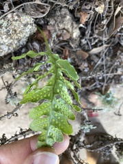 Polypodium californicum