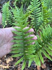 Polypodium