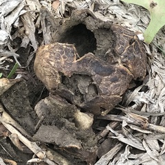 Pisolithus arenarius