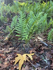 Polypodium