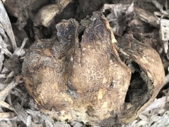 Pisolithus arenarius