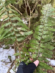 Polystichum braunii