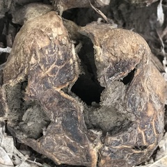 Pisolithus arenarius