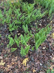 Polypodium