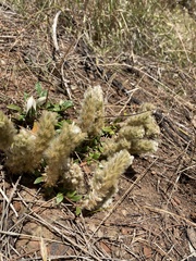 Ptilotus spathulatus